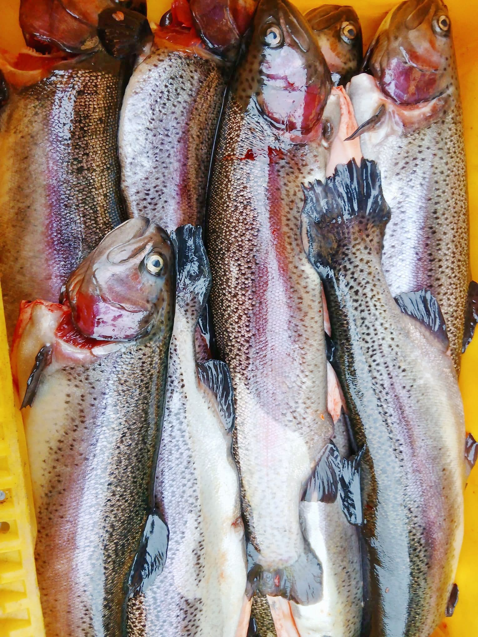 Svaigā forele