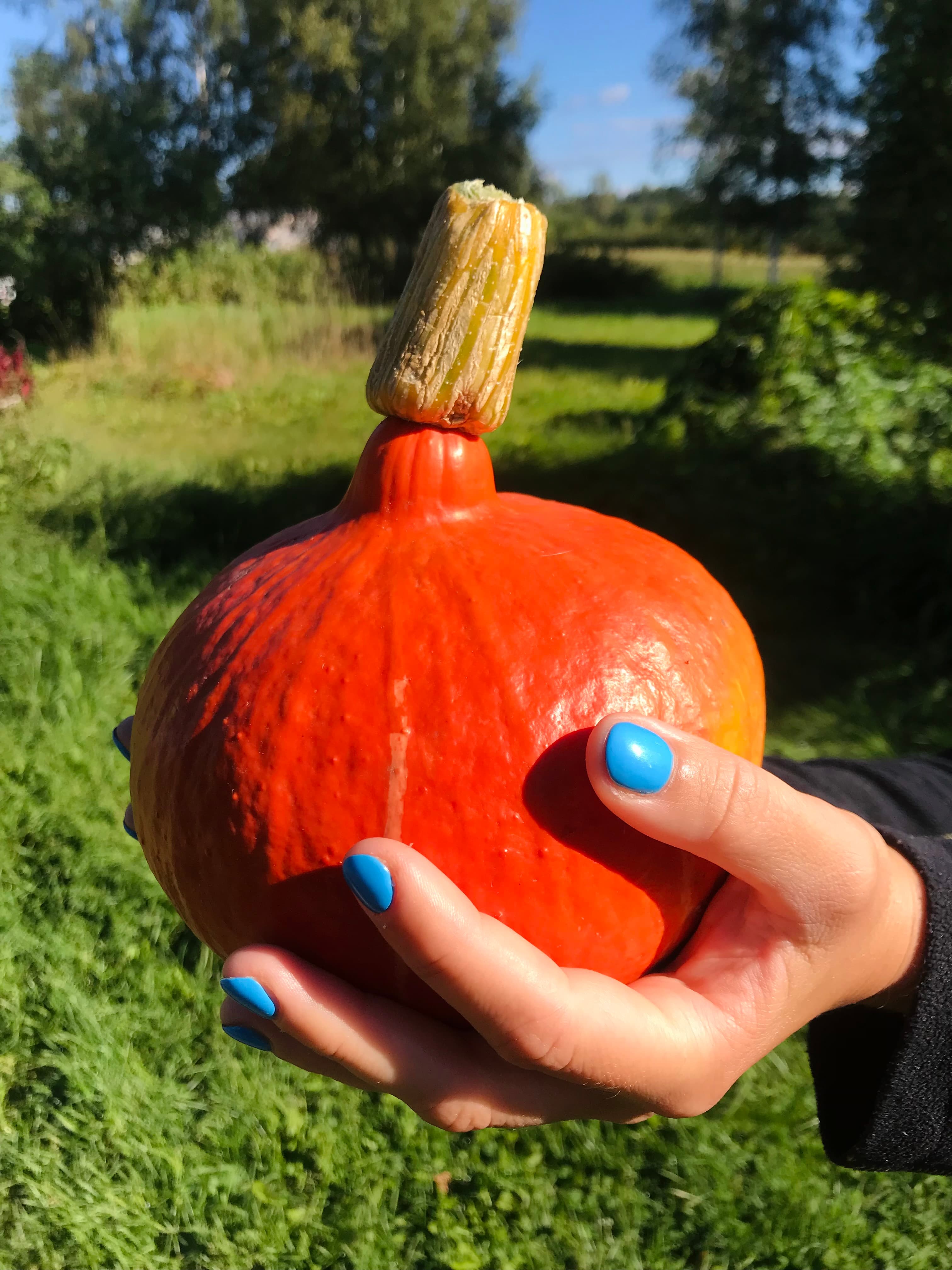 Hokkaido ķirbji 1 kg (cepamie)