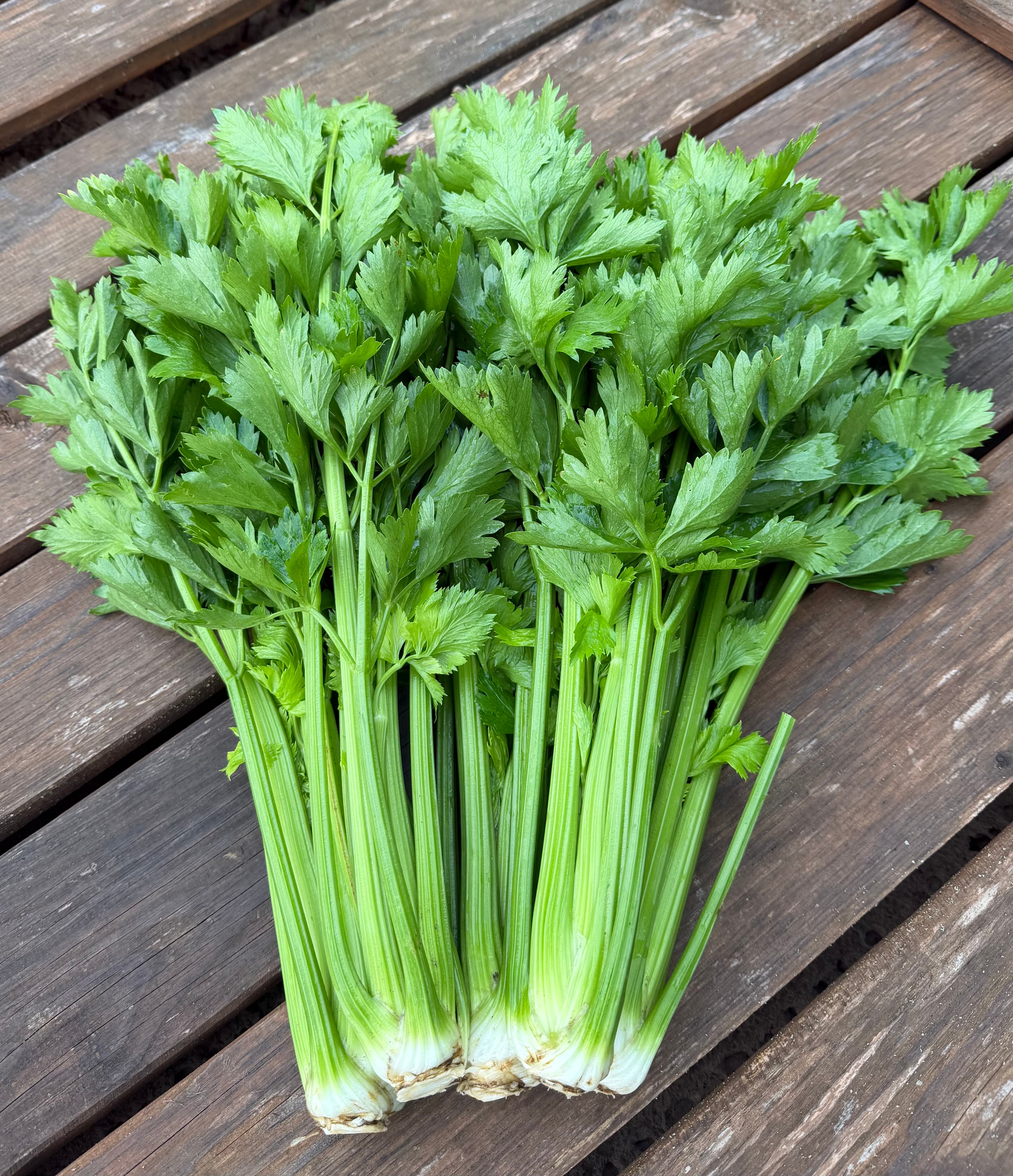 Selerija (kātu) 500 gr